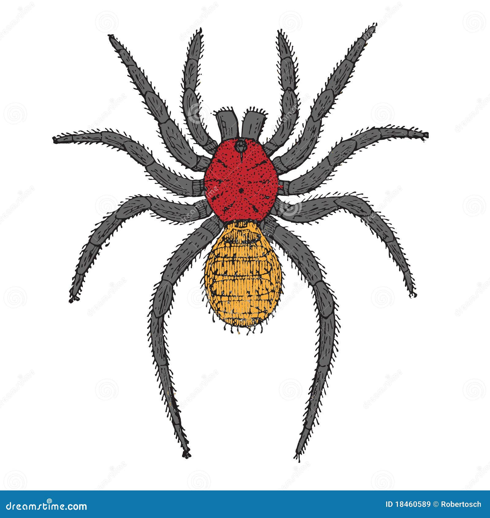 Wallpaper #46455 Brown Spider Cartoon Isolated Illustration Stock Vector Image Art Alamy