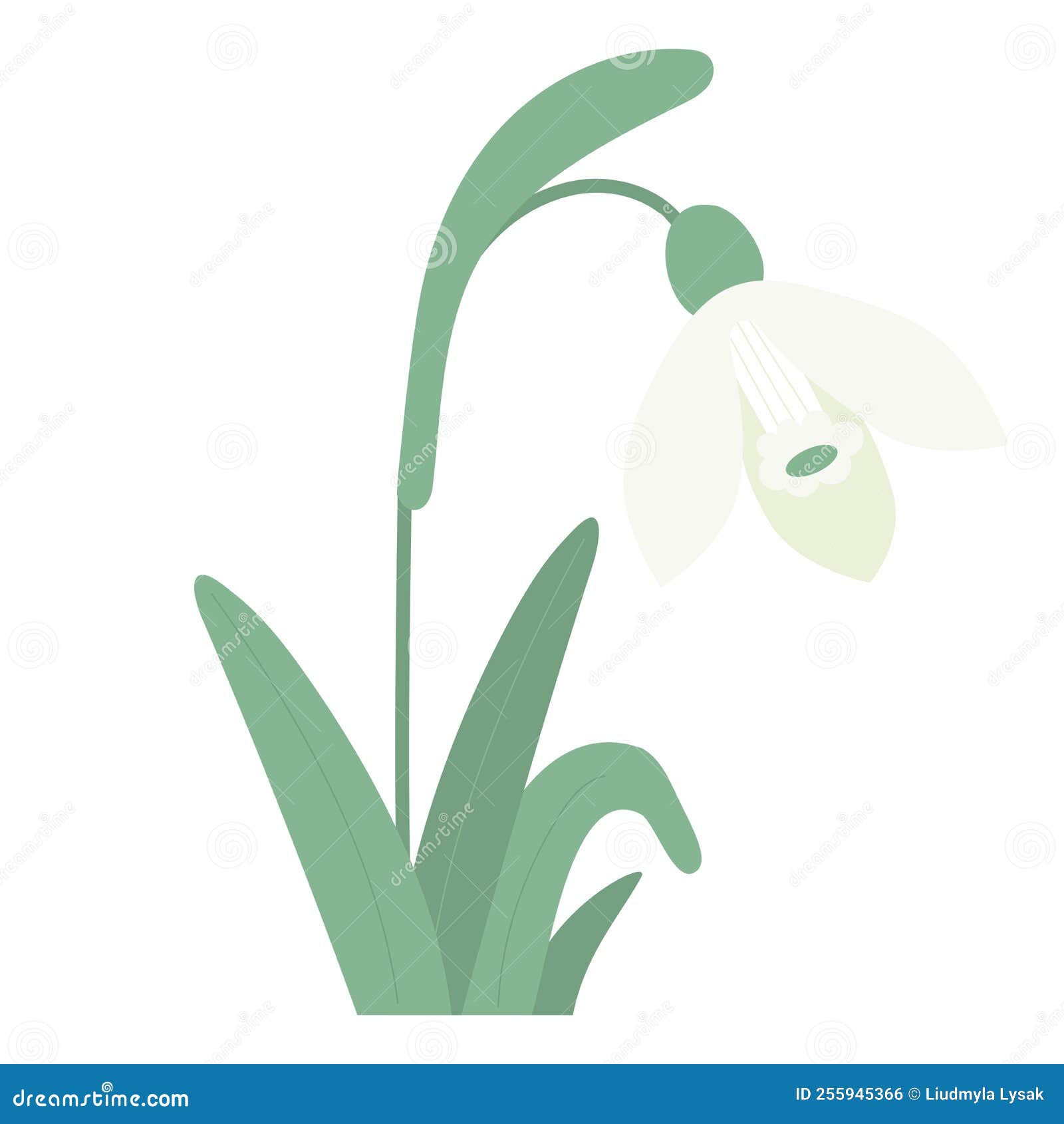 Wallpaper #lGcDC5MBSpphPi3-T9ct43 Snowdrop Flower with Leaves Gentle Forest Spring White Flower Common