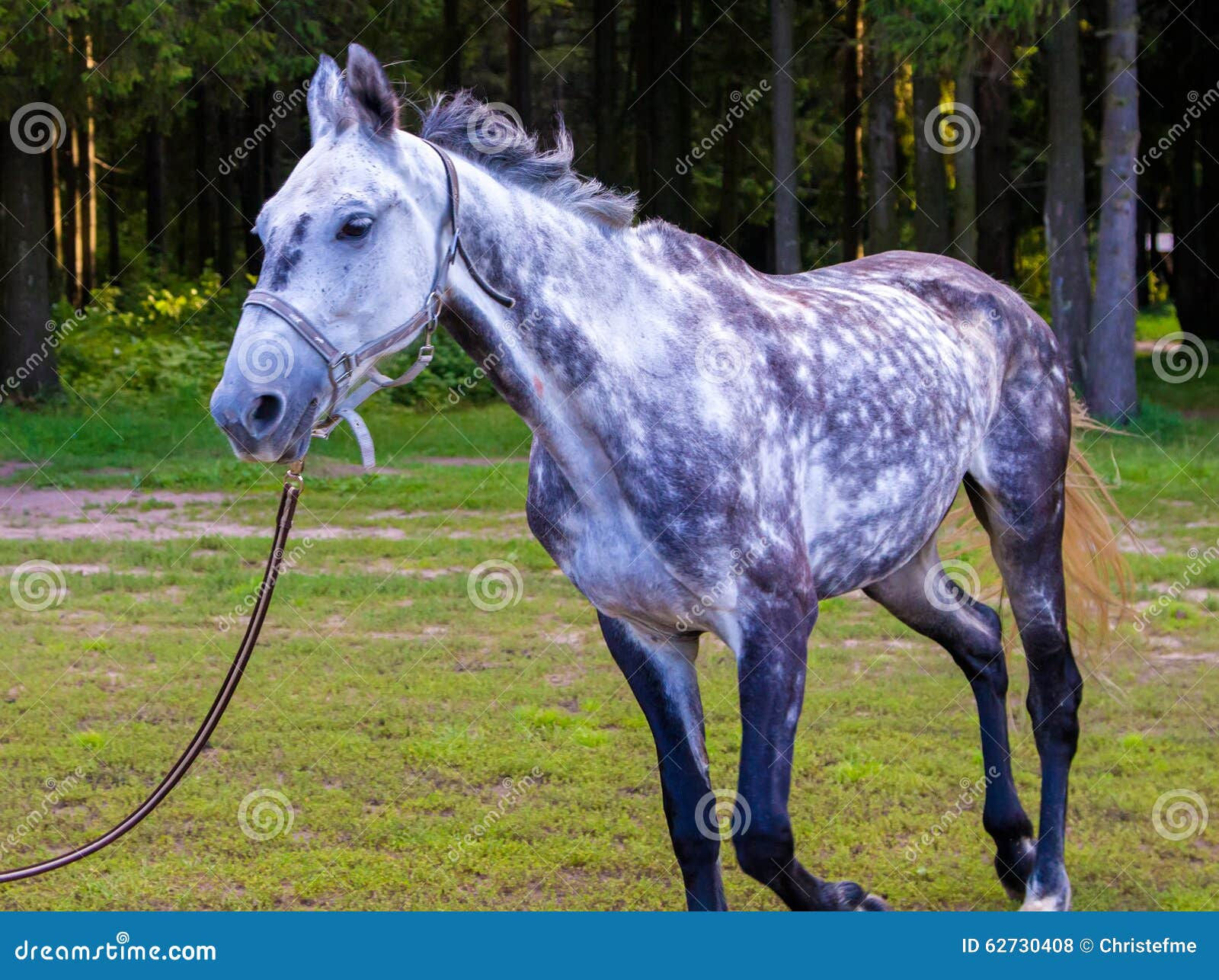 Wallpaper #ovBcgJcBi4JM6agGYCEx125 Spotted Grey Horse Running Stock Photo Image of Paddock 62730408