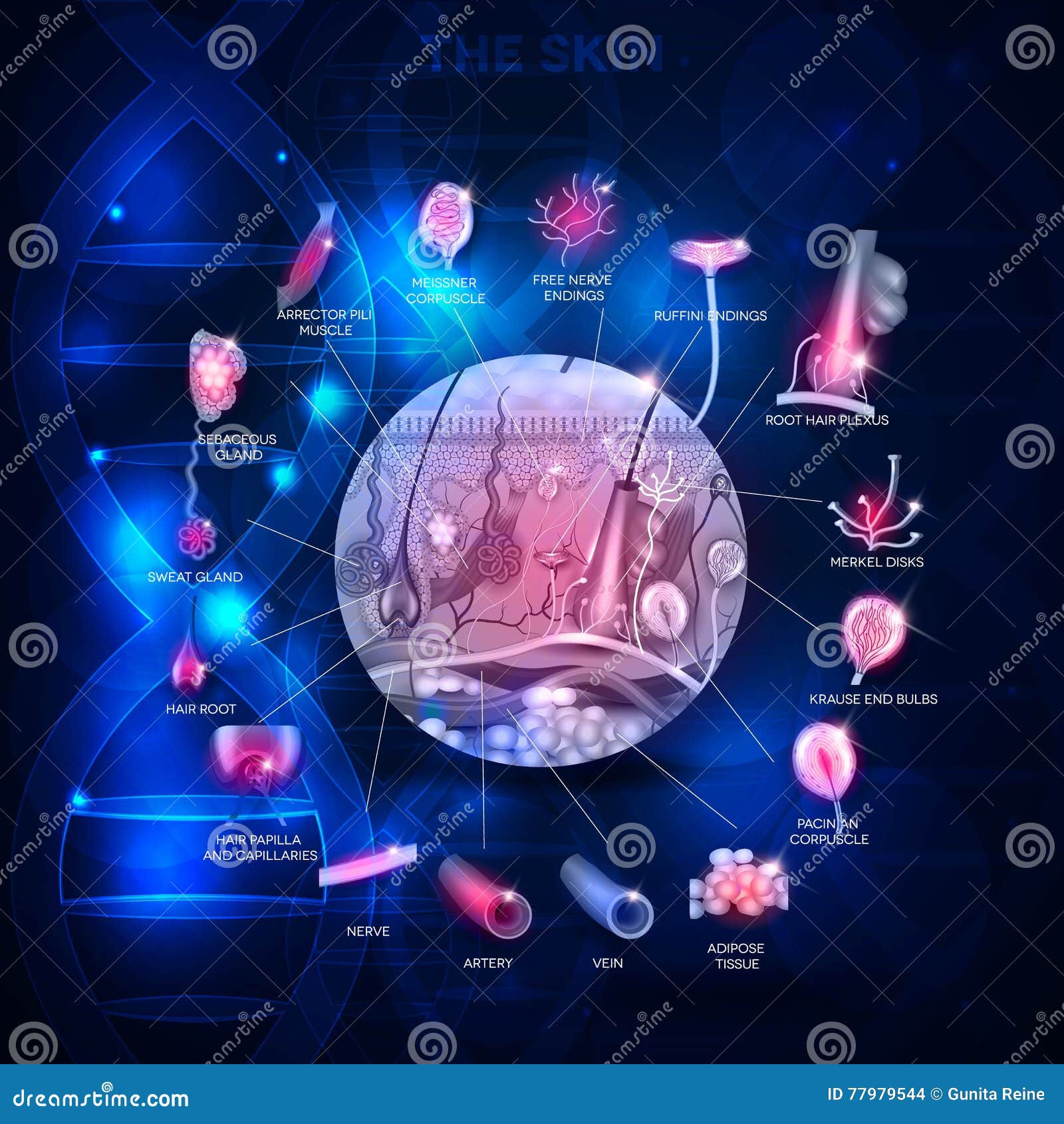 Wallpaper #WWdkEpMBSpphPi3-tvsO182 Skin Anatomy Abstract Scientific Design Stock Vector Illustration of