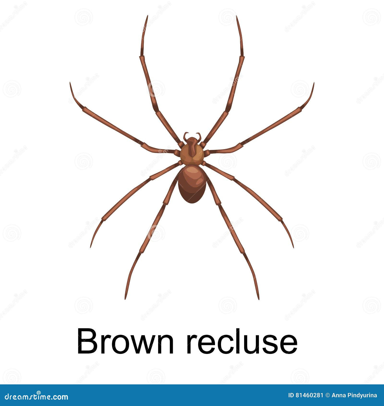 Wallpaper #46455 Brown Spider Cartoon Isolated Illustration Stock Vector Image Art Alamy