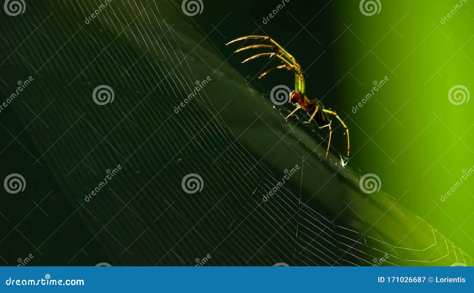 Wallpaper #zpwf4pIBZHQxiYarj74D434 Spider on Web with Light Effect Stock Image Image of Invertebrate