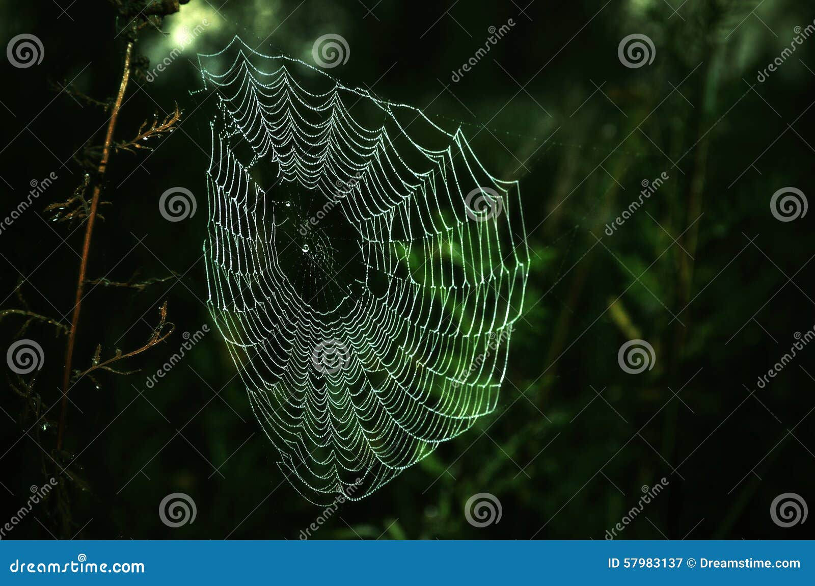 Wallpaper #F2jUHpMBSpphPi3-Fion20 Spider S Web Stock Image Image of Halloween Design 57983137