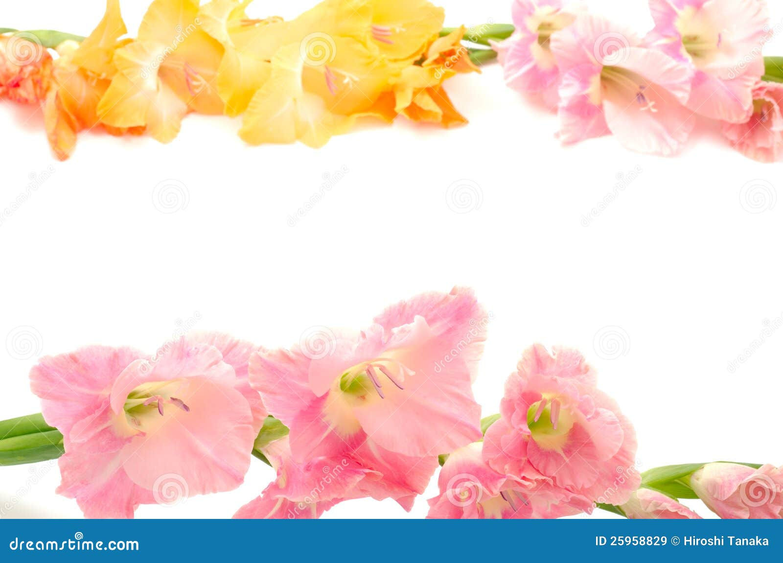 Wallpaper #aac5c Sideways Sweet Peas Because Why Not the Yellow Ones Are a New Addition