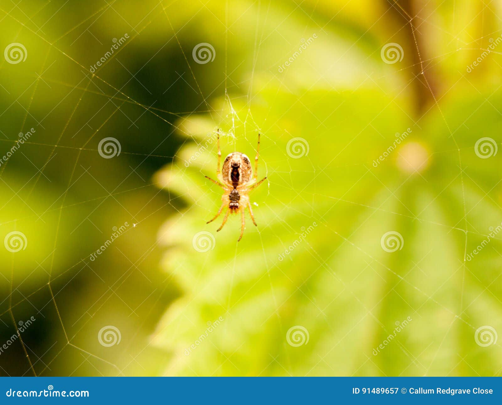 Wallpaper #WRnNEo8BtGB6xQ78GGR153 A Spider Hanging on Its Web Outside Waiting to Catch Some Flies and Eat