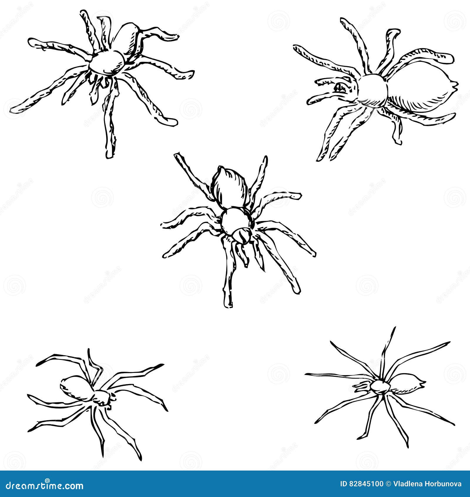 Wallpaper #nWcC_5IBSpphPi3-bKEo365 Spiders Sketch Hand Pencil Drawing Stock Illustrations 11 Spiders