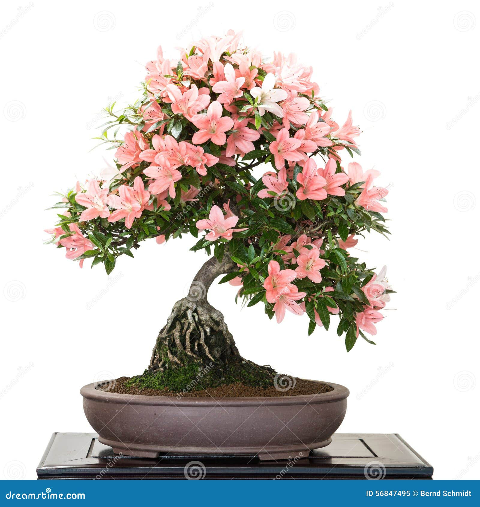 Wallpaper #d8e0c Satsuki Azalea Bonsai Trees Buy Online Greenwood Bonsai Studio