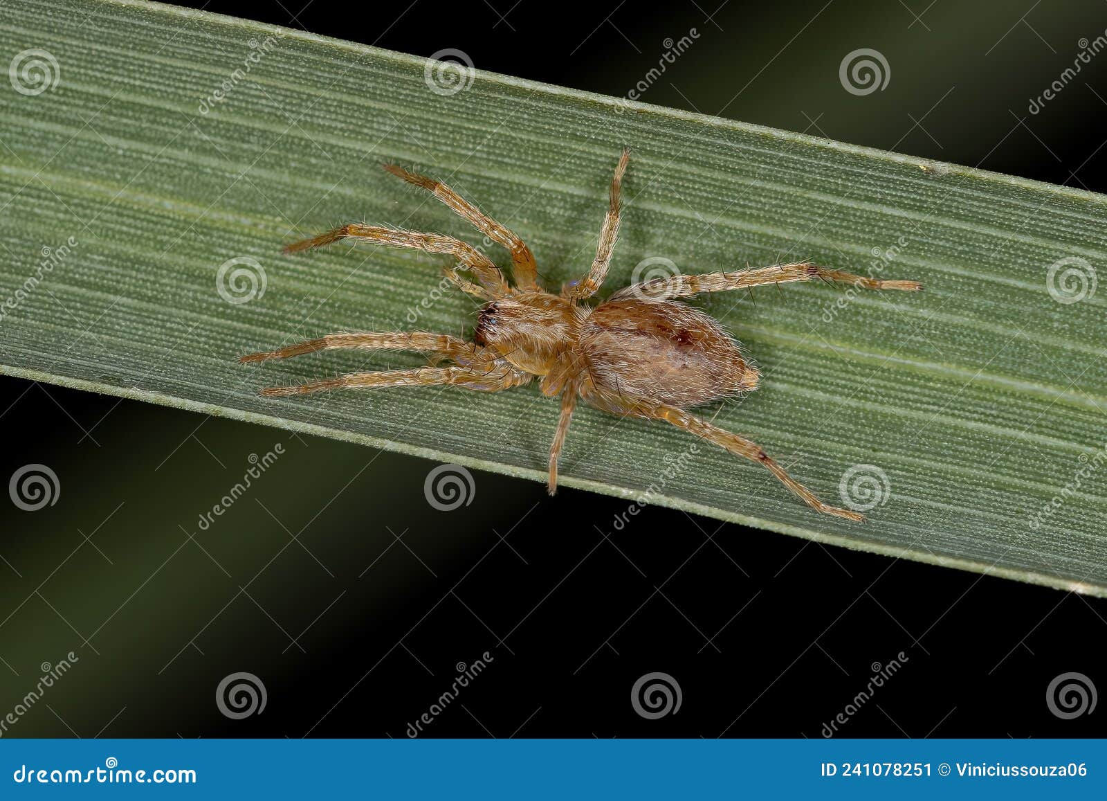 Wallpaper #GvSnOZMBKFX8bn3rXXez47 Small Ghost Spider Stock Image Image of Creepy Arthropod 241078251