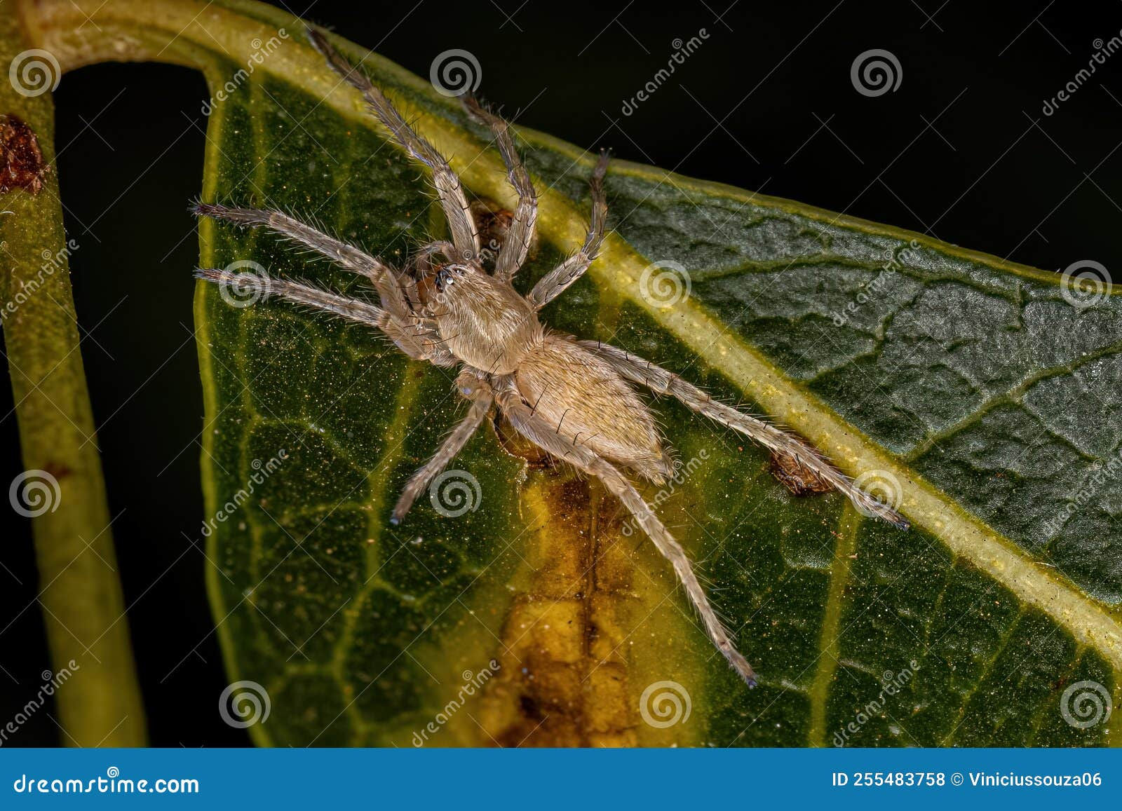 Wallpaper #g_RLOZMBKFX8bn3rLHYG328 Small Ghost Spider Stock Photo Image of Arthropods 255483758