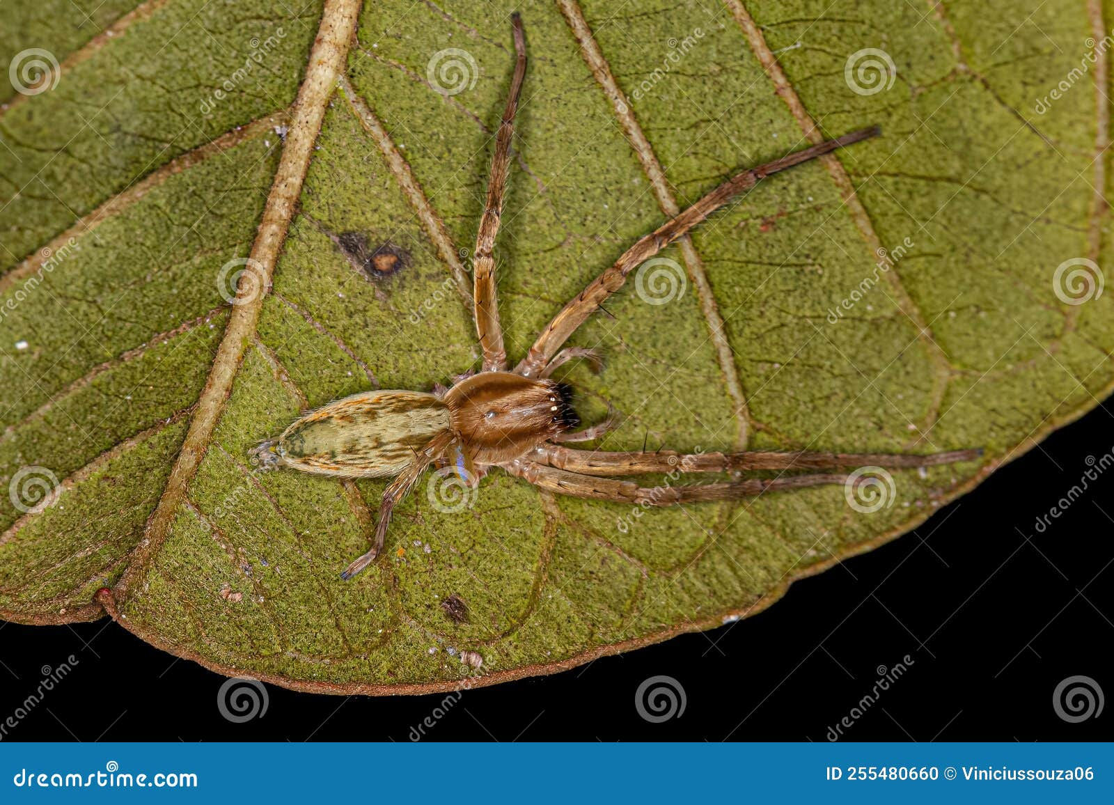 Wallpaper #g_RLOZMBKFX8bn3rLHYG277 Small Ghost Spider Stock Photo Image of Animal Arachnids 255480660