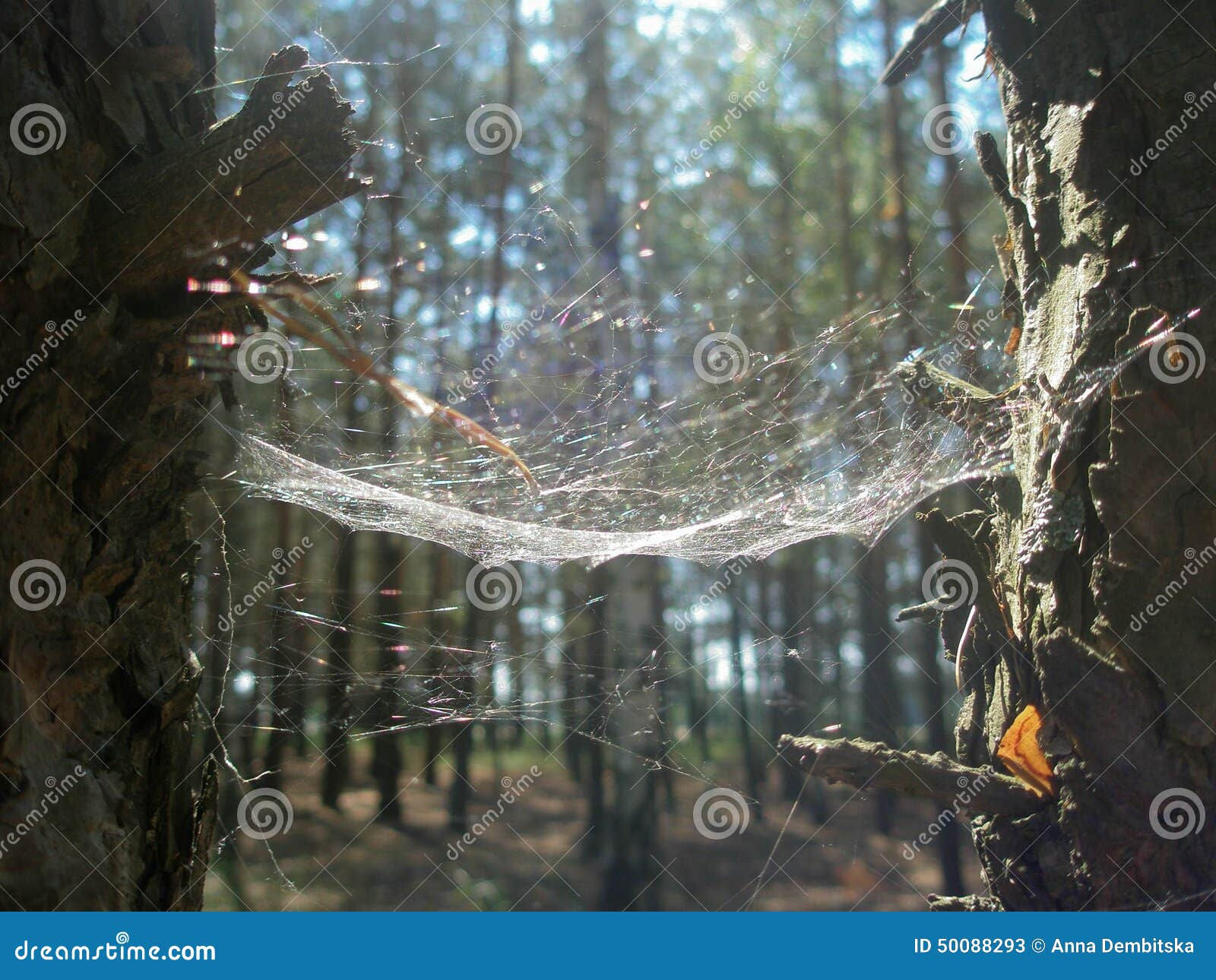 Wallpaper #9mdFCpMBSpphPi3-NNO0203 Spider Web Between the Trees Stock Image Image of Trap Grid 50088293