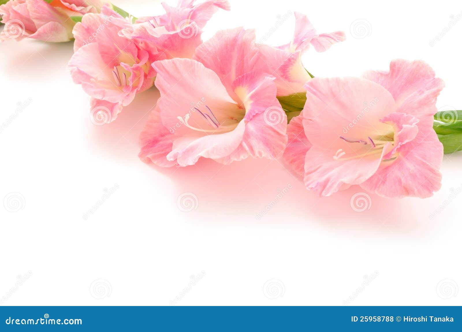 Wallpaper #aac5c Sideways Sweet Peas Because Why Not the Yellow Ones Are a New Addition