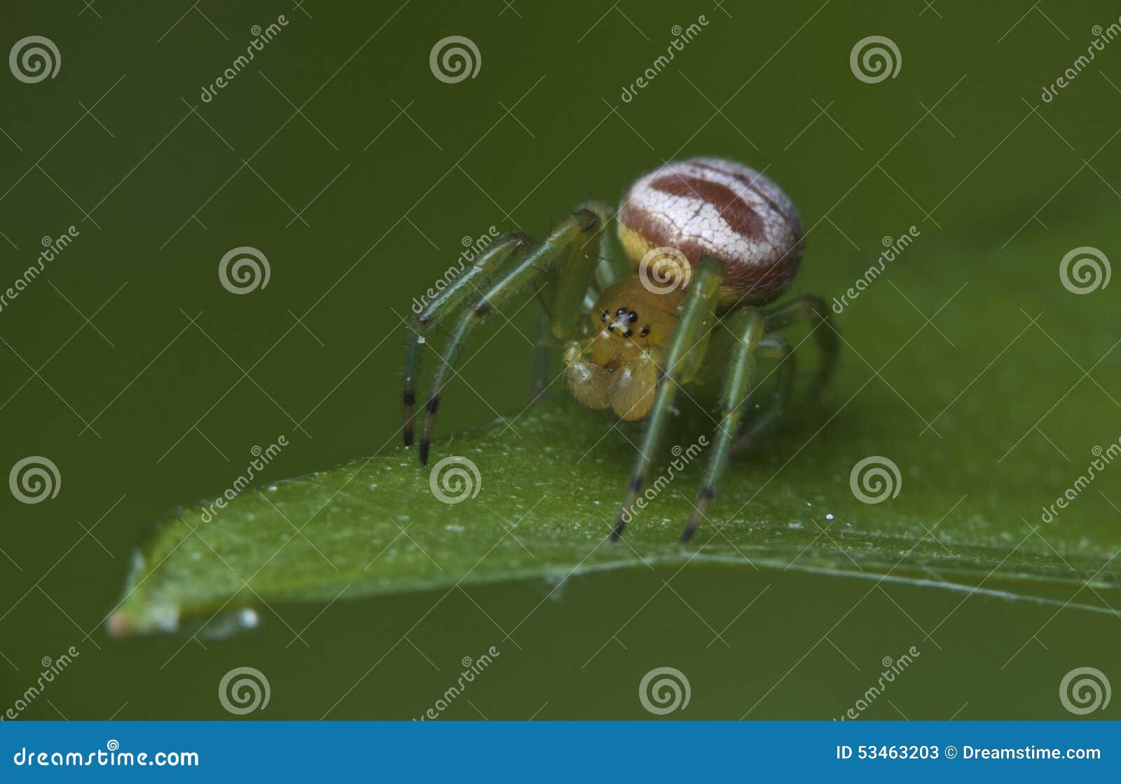 Wallpaper #JPSqOZMBKFX8bn3r5ncf238 The Ghost Spider Stock Image Image of Jump Beautiful 53463203