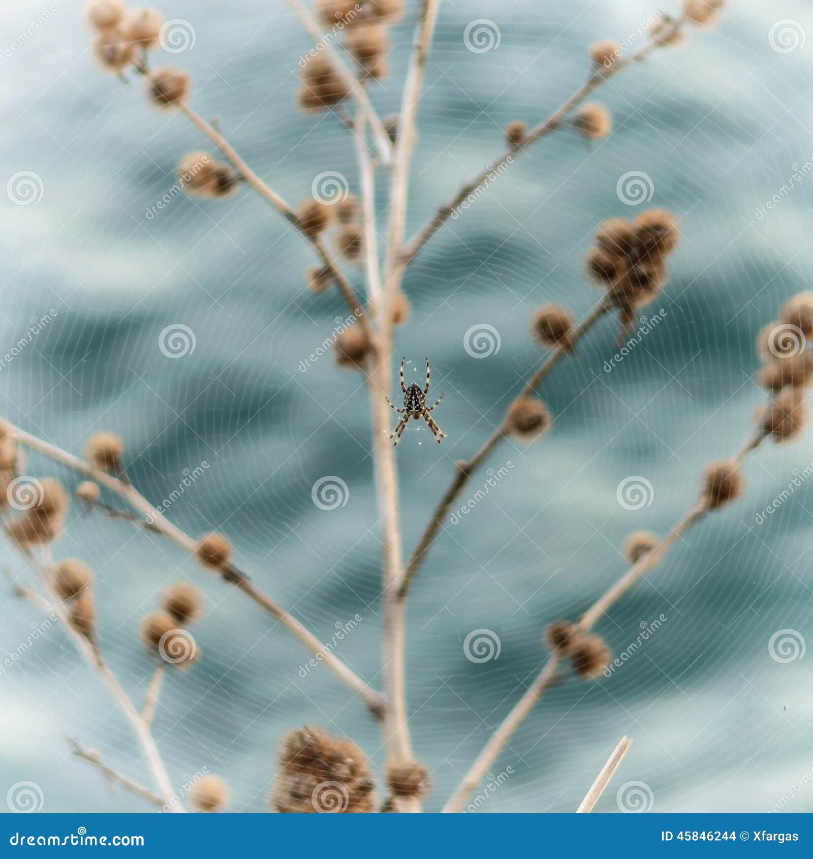 Wallpaper #F2jUHpMBSpphPi3-Fion40 Geometric Nature Stock Photo Image of Arthropoda Design 45846244