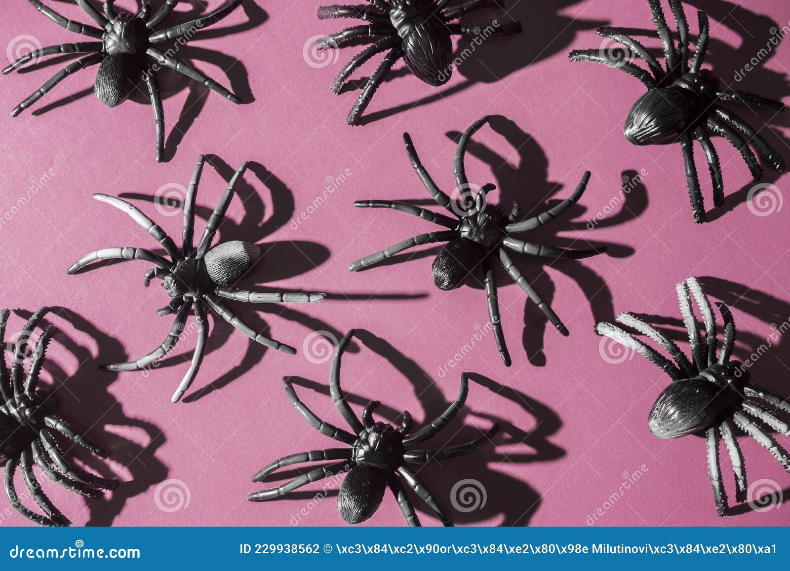 Wallpaper #HGcYCpMBSpphPi3-btPW14 Giant Scary Black Spiders Crawling on Trendy Pink Background Stock