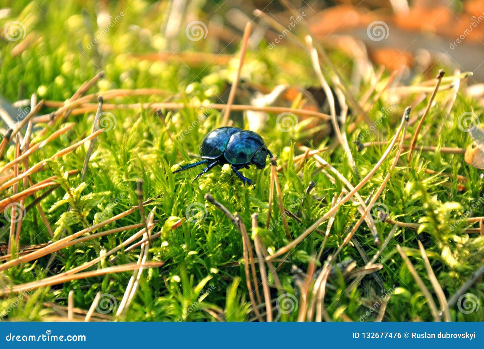Wallpaper #9mdFCpMBSpphPi3-NNO0238 Green Beetle Crawling Stock Photo Image of Outdoors 132677476