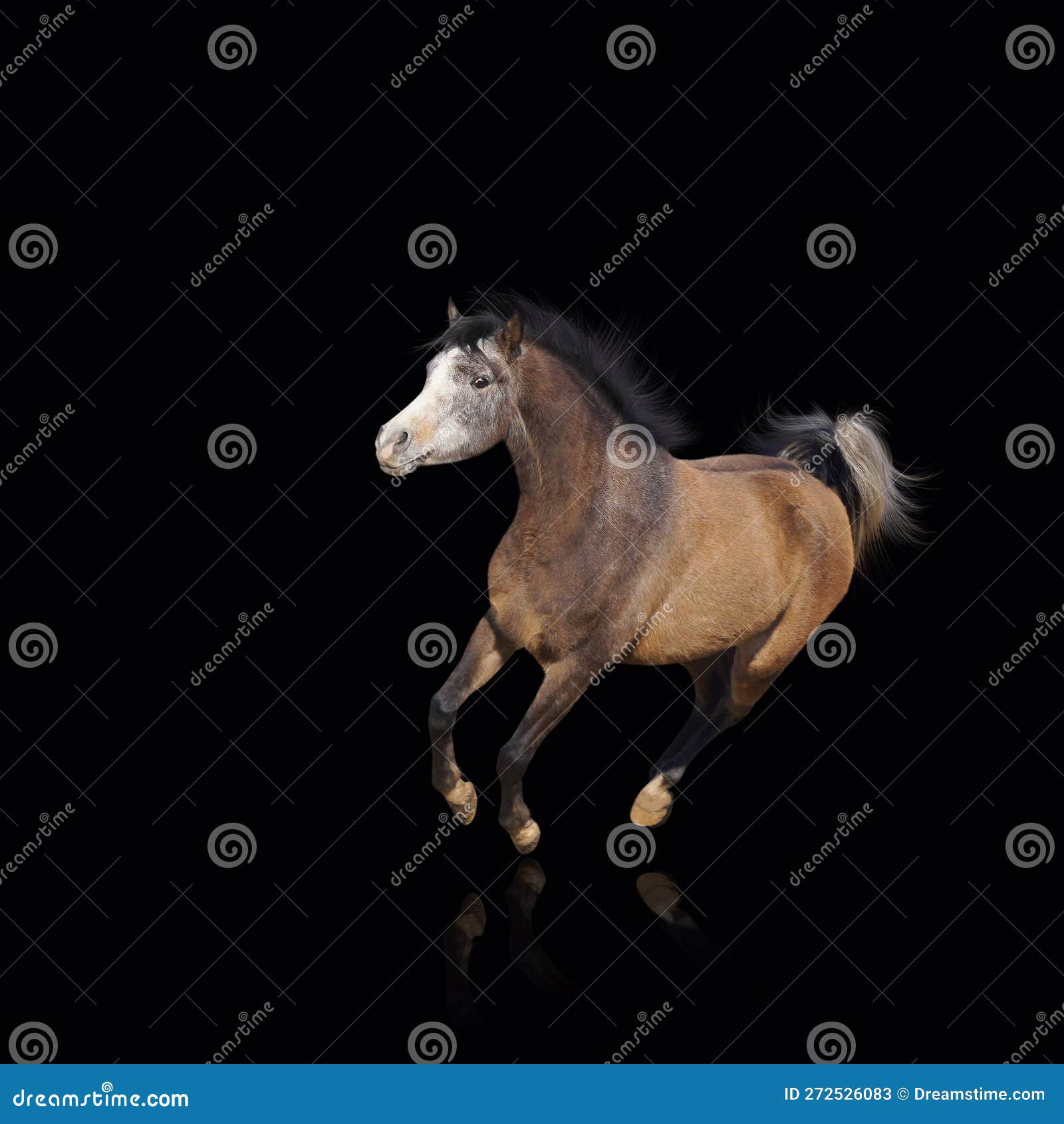 Wallpaper #bWfaEpMBSpphPi3-4_0h116 Gallop Running Horse on Black Background Stock Image Image of Equine