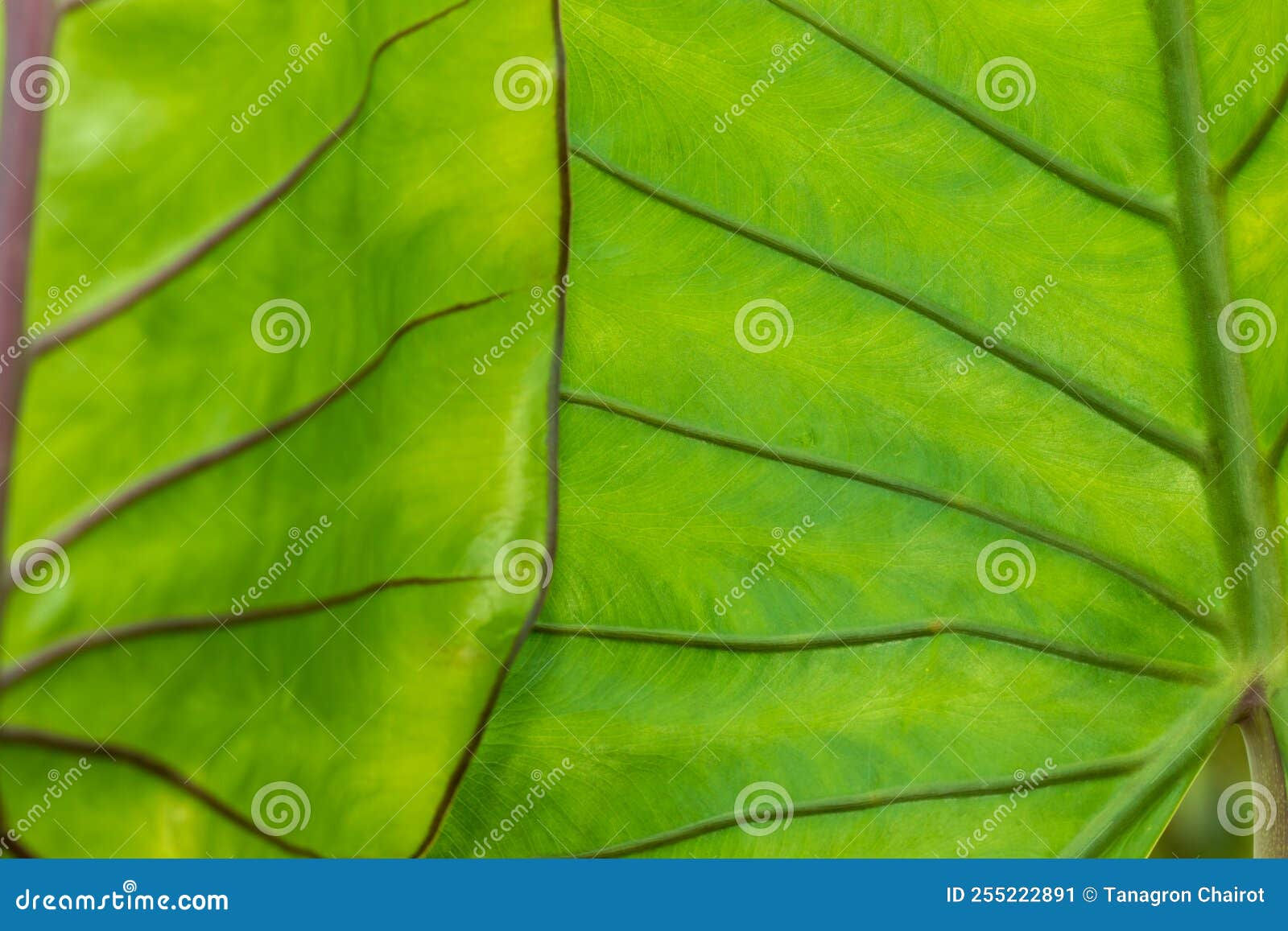 Wallpaper #am19apcBycdYOYFTxHE6127 Green Leaves and Patterns on the Surface Leaf Stock Image Image of