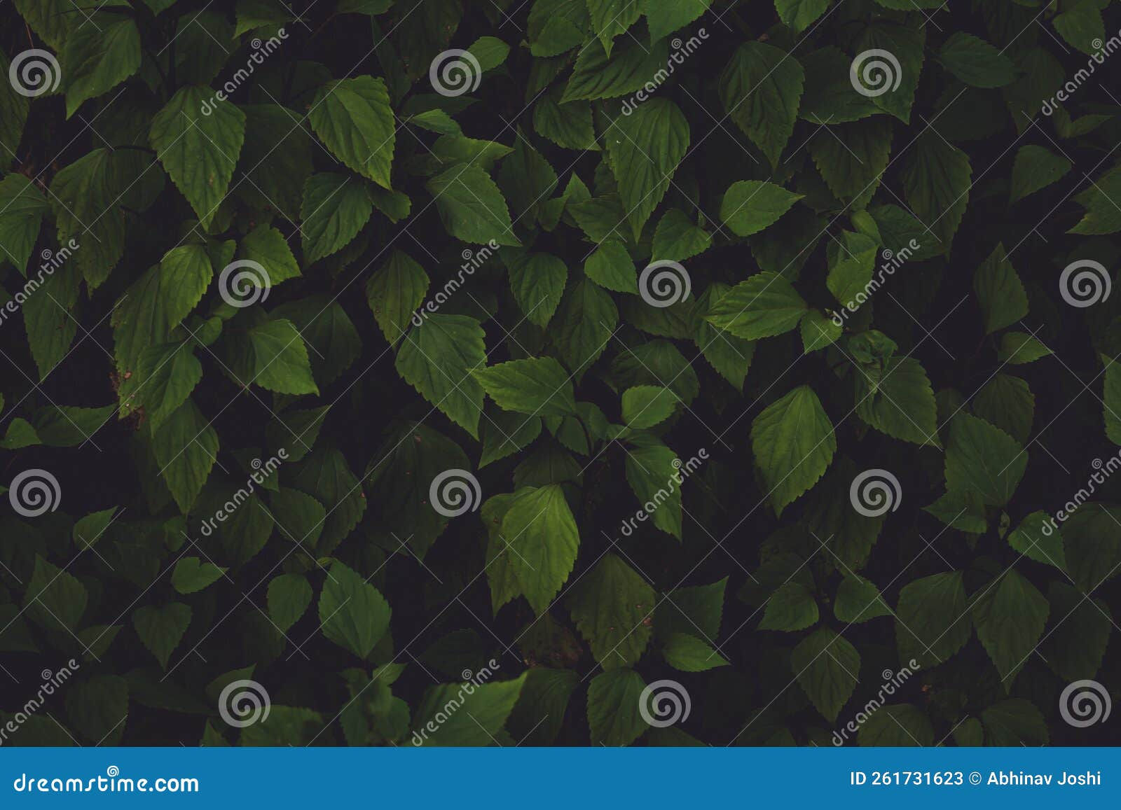 Wallpaper #am19apcBycdYOYFTxHE6154 Green Leaves Pattern Background Empty Copyspace Background of Leaves