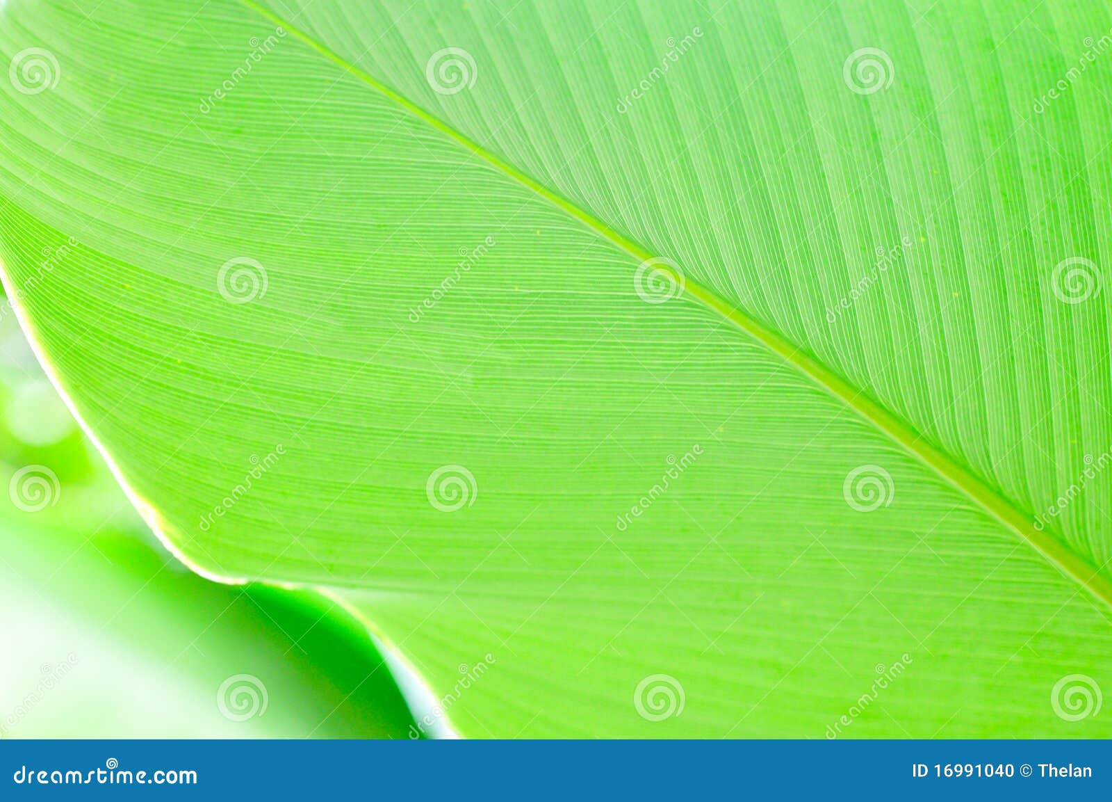 Wallpaper #am19apcBycdYOYFTxHE6165 Green Leaf Pattern Stock Photo Image of Color Light 16991040