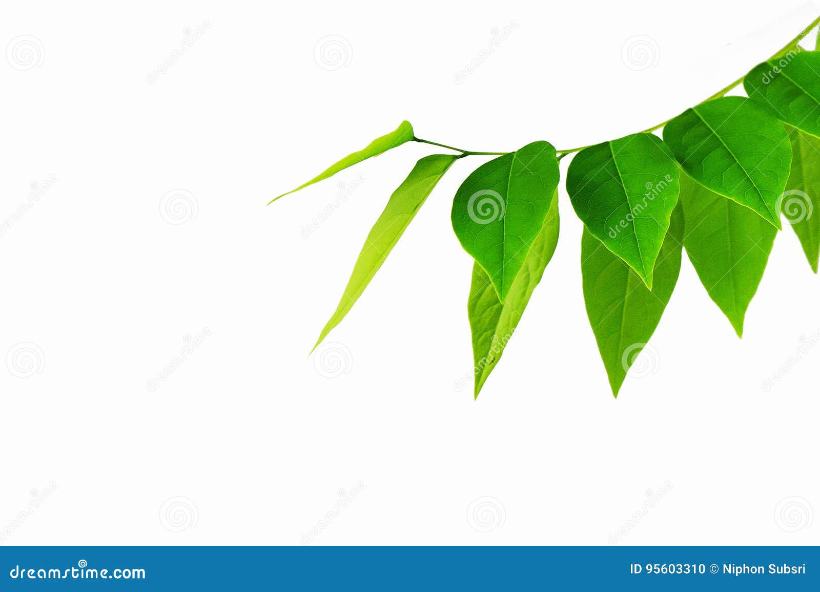 Wallpaper #am19apcBycdYOYFTxHE6196 The Green Leaf Pattern on White Background Stock Photo Image of Plant