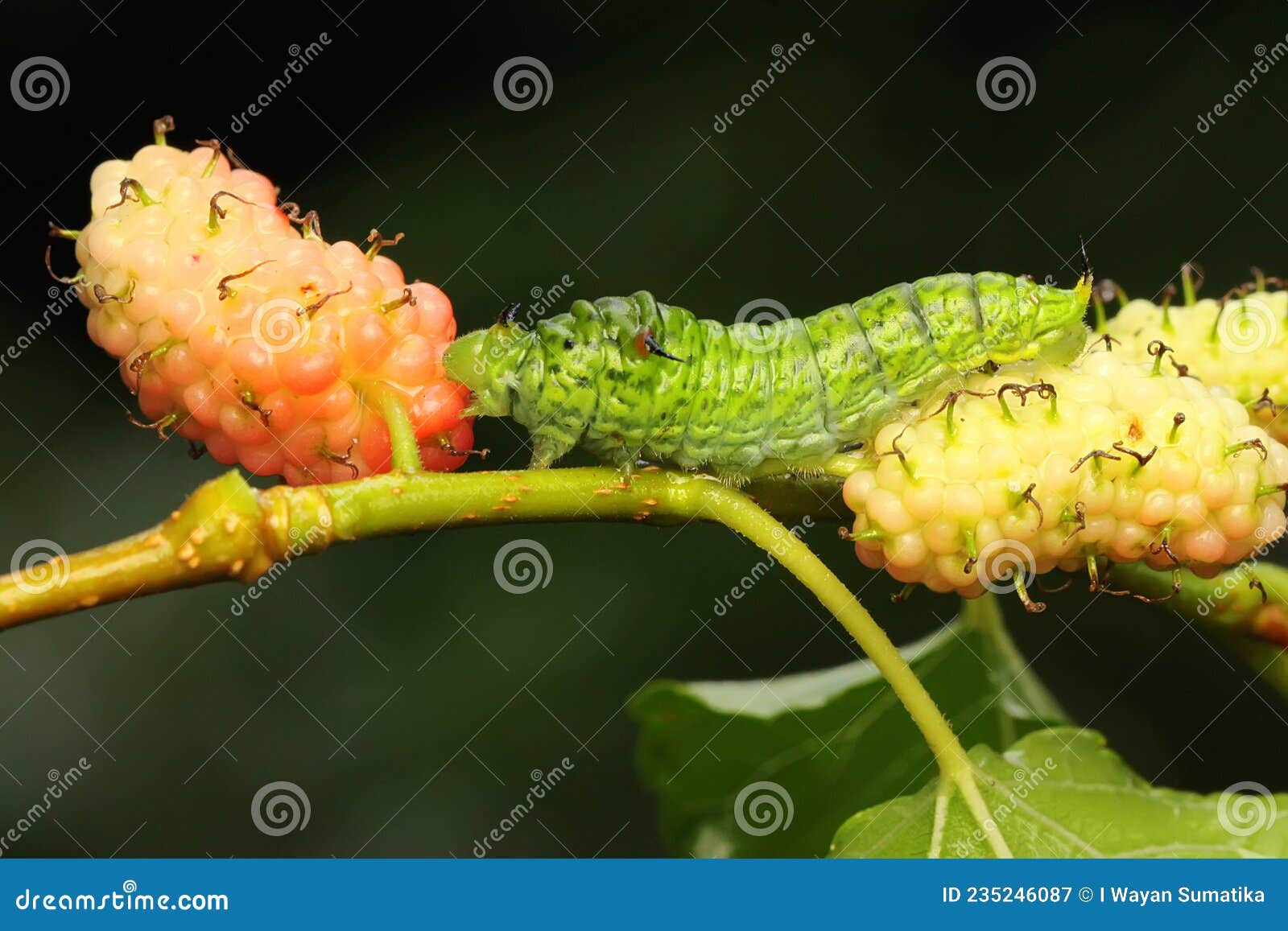 Wallpaper #9mdFCpMBSpphPi3-NNO0185 A Green Caterpillar is Crawling on a Berry Plant in Search of Food
