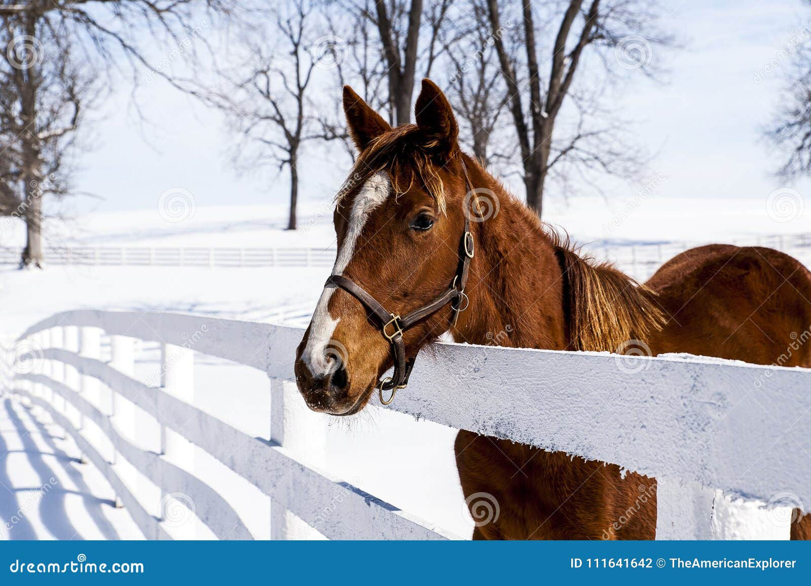 Wallpaper #3x2MLJMBlOZrFDOkscpy130 Throughbred Horse Winter Scene Lexington Kentucky Stock Photo