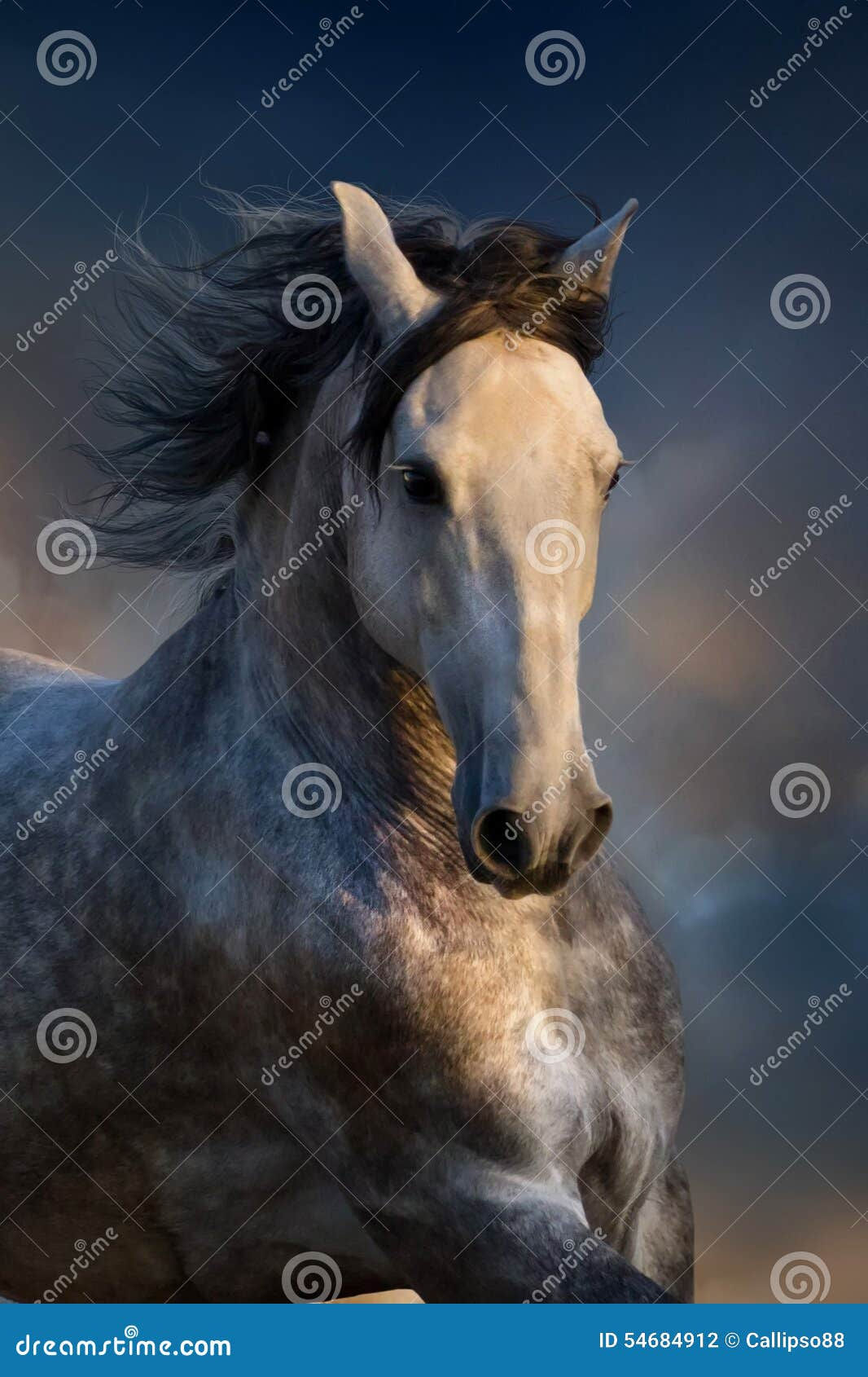 Wallpaper #ovBcgJcBi4JM6agGYCEx72 Grey Horse Sits the Horse Gets Up the Horse Has Fallen Royalty Free
