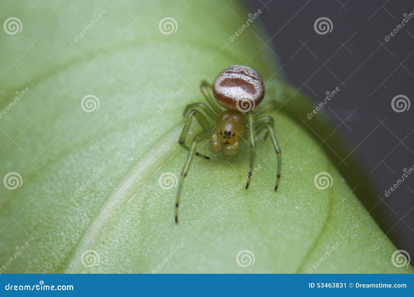 Wallpaper #JPSqOZMBKFX8bn3r5ncf445 The Ghost Spider Royalty Free Stock Photography Cartoondealercom