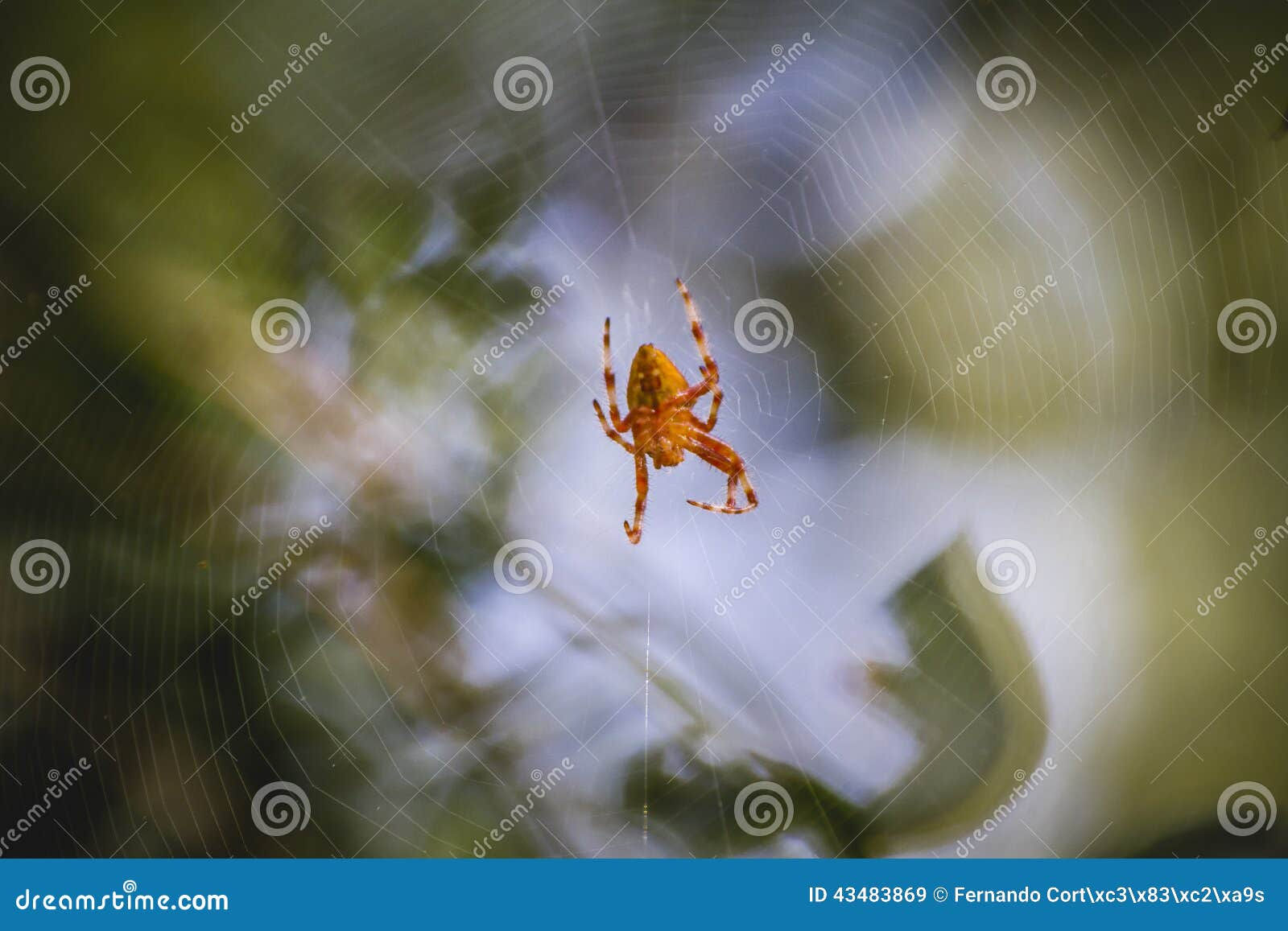 Wallpaper #F2jUHpMBSpphPi3-Fion25 Geometry Orange Spider in the Center of a Spider Web Stock Image