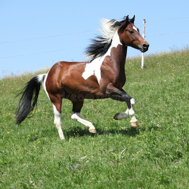 Wallpaper #Obgn3ZIBJvJKYCmEW_8d37 Gorgeous Brown and White Stallion of Paint Horse Running Stock Photo