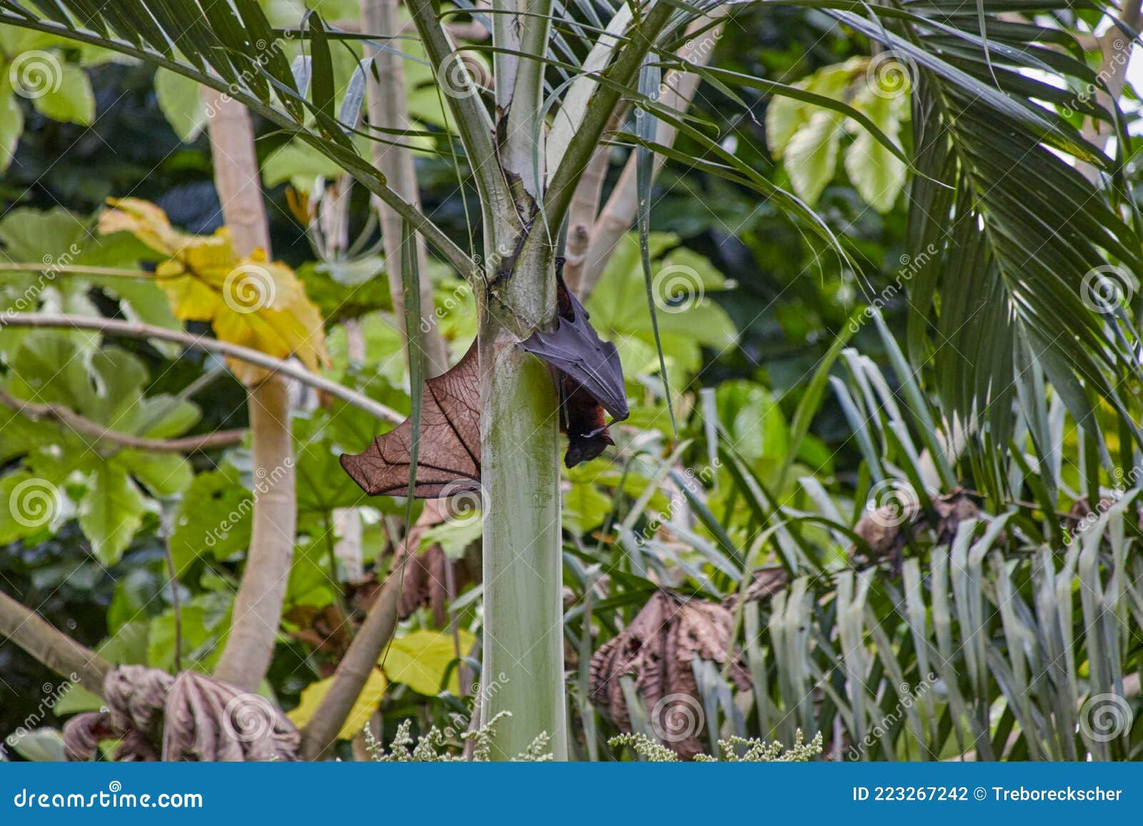 Wallpaper #2mdTDJMBSpphPi3-nt1P160 Megabat Hanging on the Tree Branch Bat is Hanging on the Tree Flying