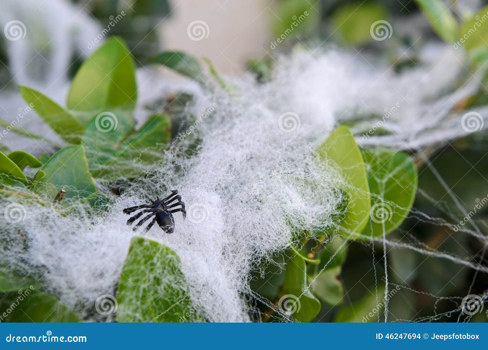 Wallpaper #tWgrGZMBSpphPi3-wxVR246 Fake Small Halloween Spider Decoration on Bush with Web Stock Photo