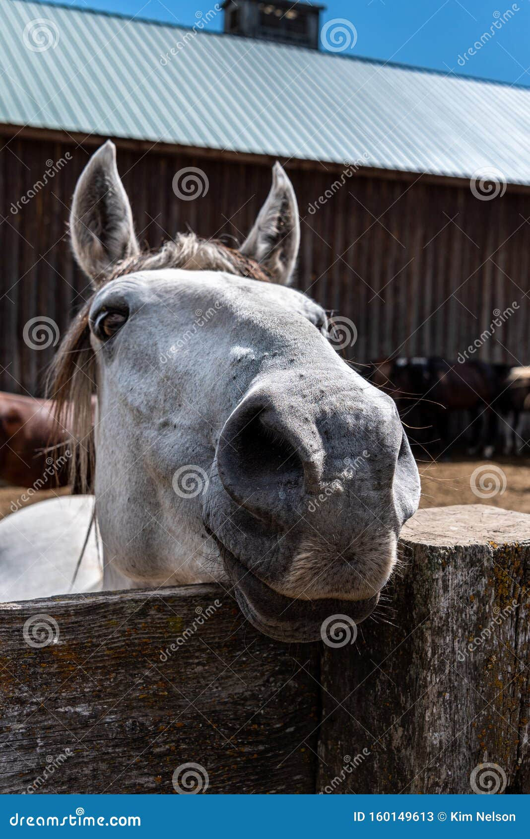Wallpaper #ovBcgJcBi4JM6agGYCEx189 Funny Portrait of a Light Gray Horse Looking Over a Wood Fence Stock