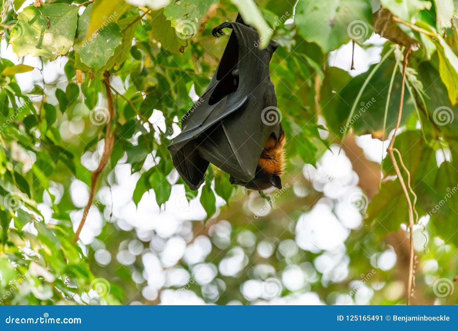 Wallpaper #2mdTDJMBSpphPi3-nt1P57 Fruit Bat Hanging in the Tree and Sleeping During Daytime Stock Image