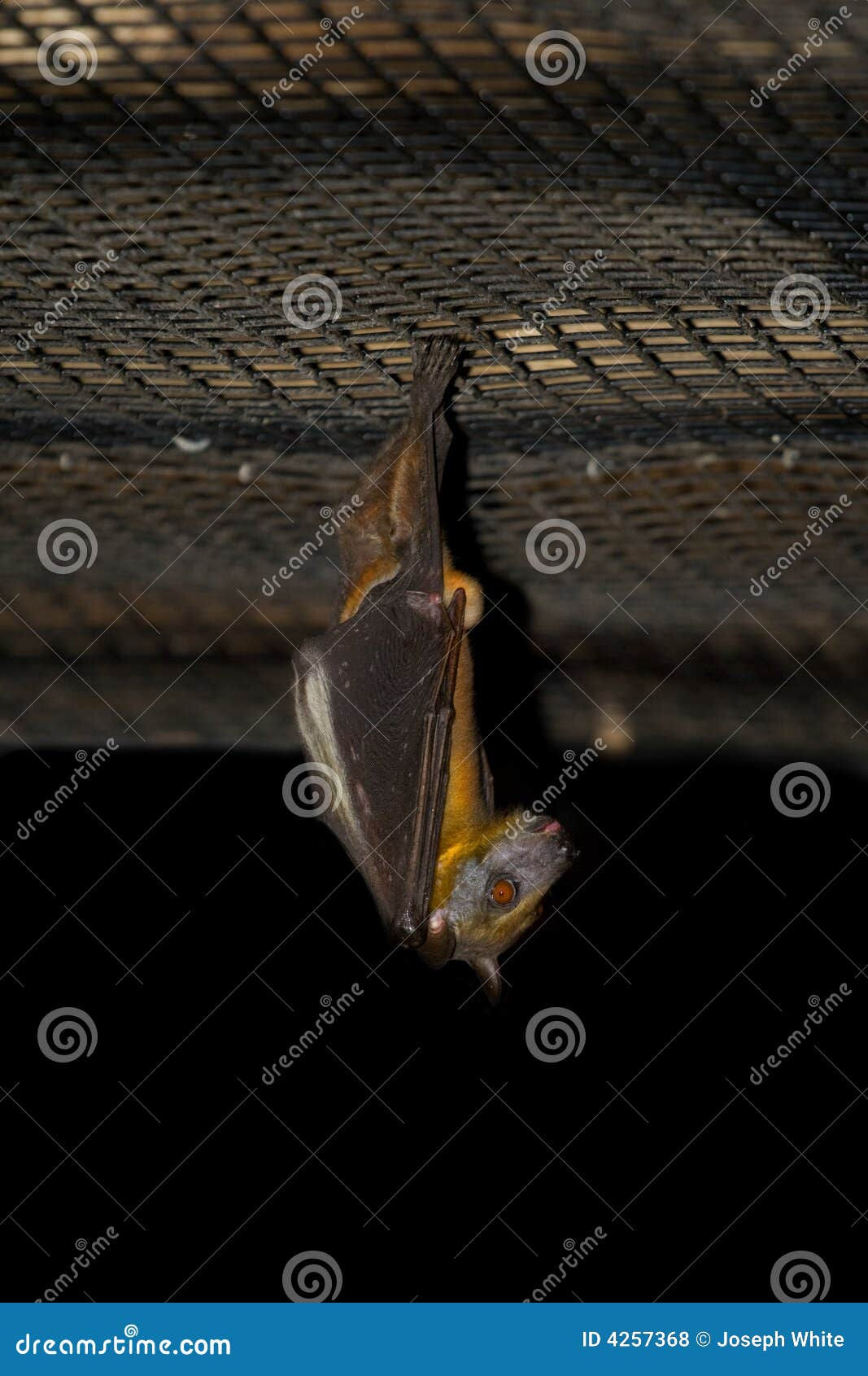 Wallpaper #2mdTDJMBSpphPi3-nt1P124 Megabat Hanging on the Tree Branch Bat is Hanging on the Tree Flying