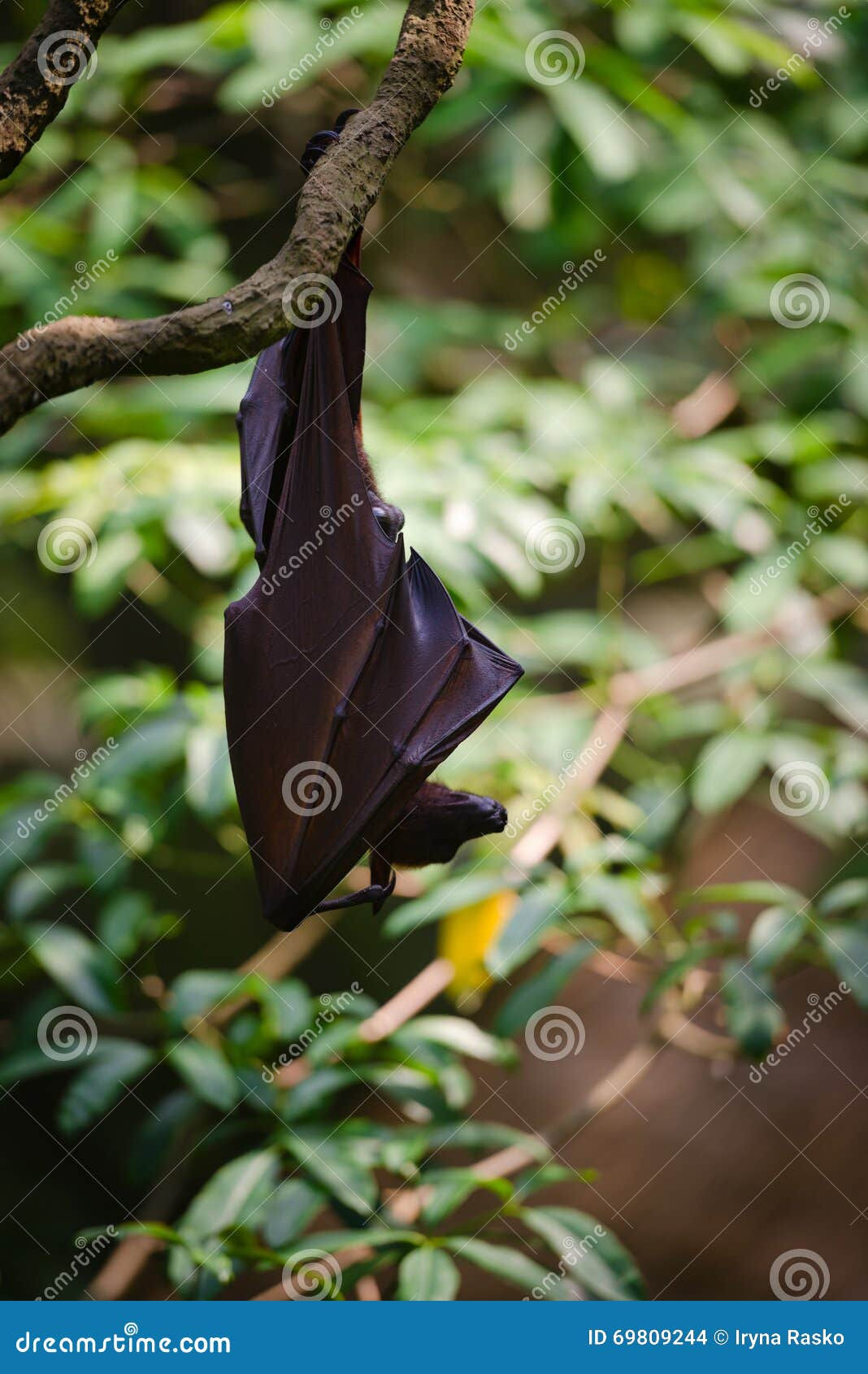 Wallpaper #2mdTDJMBSpphPi3-nt1P18 Fruit Bat Hanging from a Tree Branch Stock Photo Image of Tree Fruit