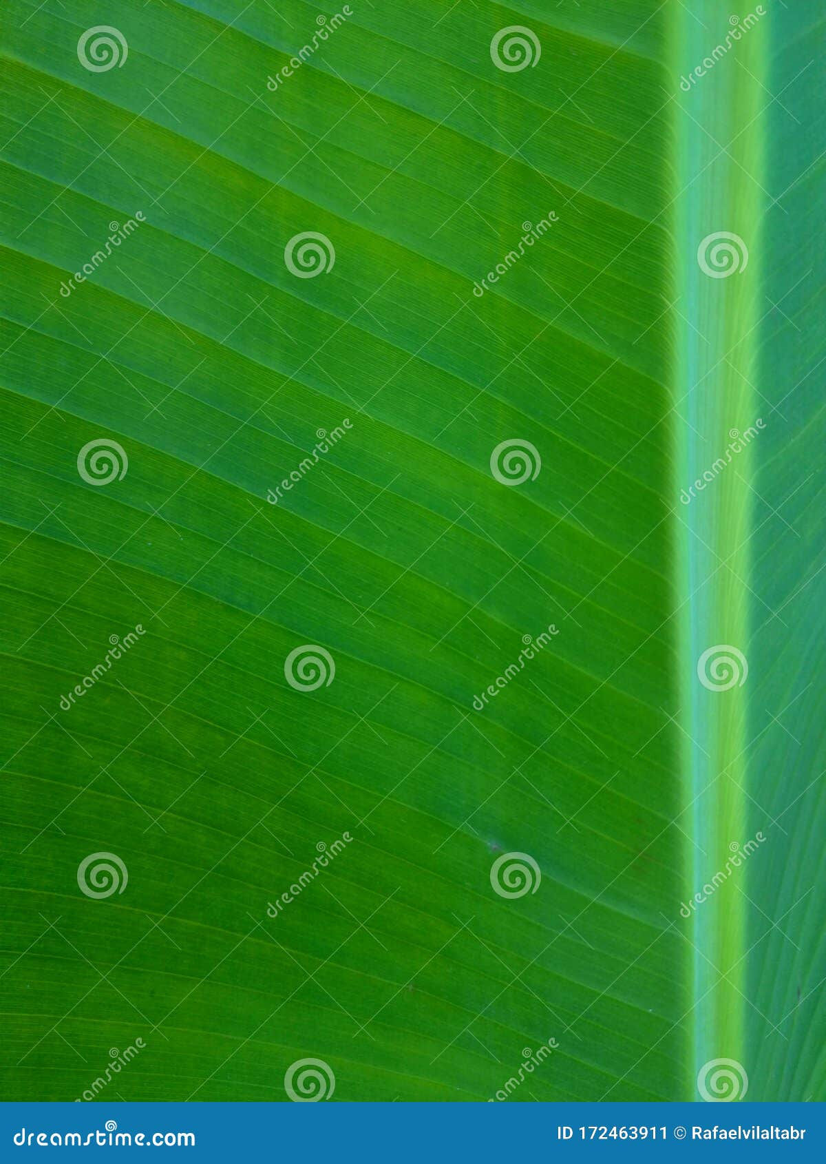 Wallpaper #am19apcBycdYOYFTxHE688 Foliage Leaves Green Grass Texture Leaf Texture Green Leaf Pattern