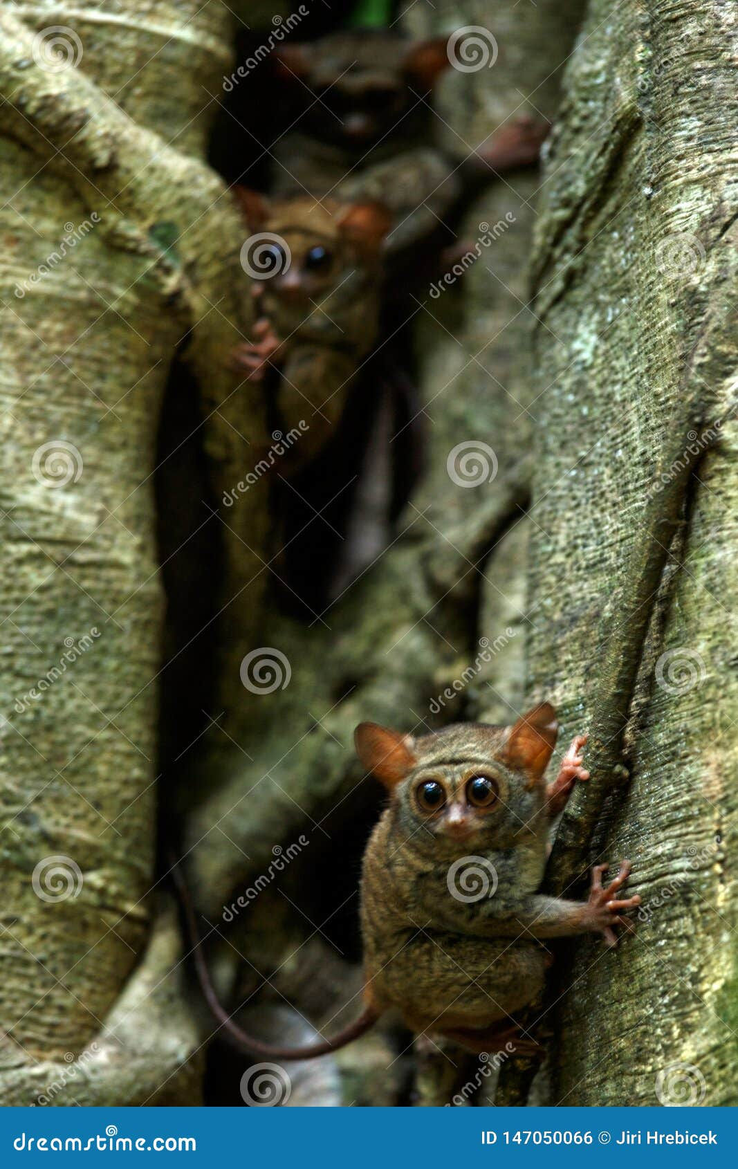 Wallpaper #dx2vLJMBlOZrFDOkYst5272 Family of Spectral Tarsiers Tarsius Spectrum Portrait of Rare Endemic