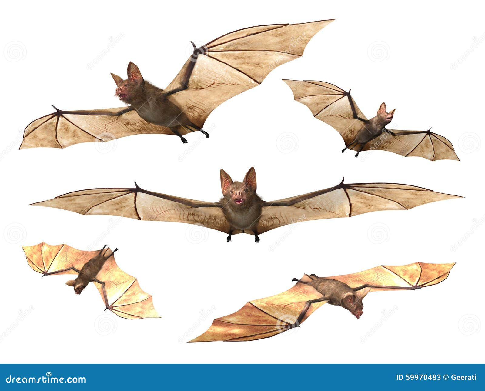 Wallpaper #r3KDMpMBX2lk1u3ogFrF79 Flying Vampire Bat Isolated on White Background Royalty Free Stock