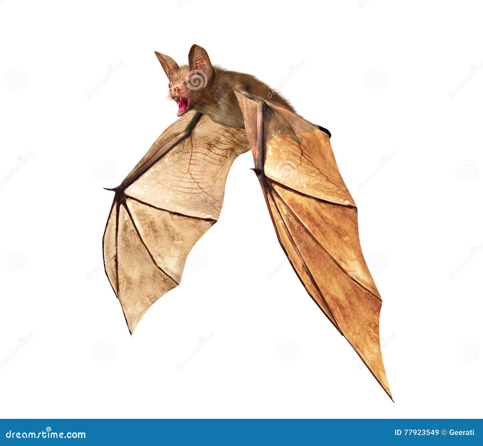 Wallpaper #r3KDMpMBX2lk1u3ogFrF116 Flying Vampire Bat Isolated on White Background Stock Image Image of