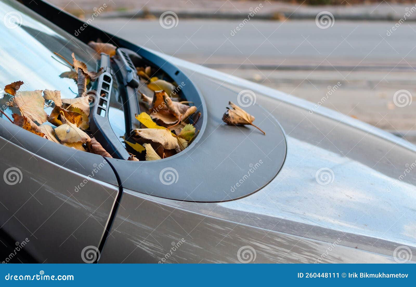 Wallpaper #rWgUHJMBSpphPi3-8SFd349 Fallen Dry Autumn Leaves on Car Windshield Stock Image Image of
