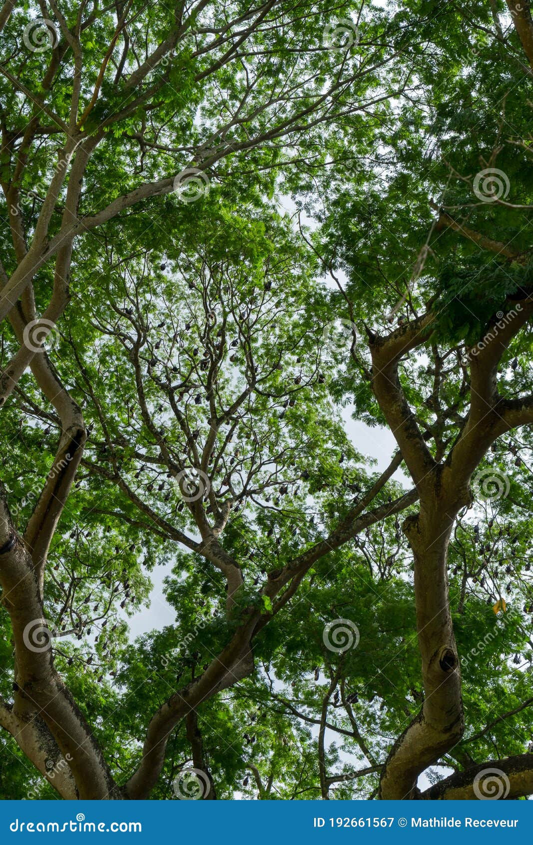 Wallpaper #2mdTDJMBSpphPi3-nt1P352 Flying Foxes and Bats Hanging from Trees Batman Stock Image Image