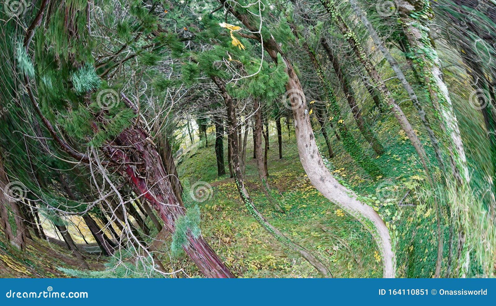 Wallpaper #BGdQC5MBSpphPi3-qtkV183 Forest Pine Trees Abstract Art Stock Image Image of Forest Pine