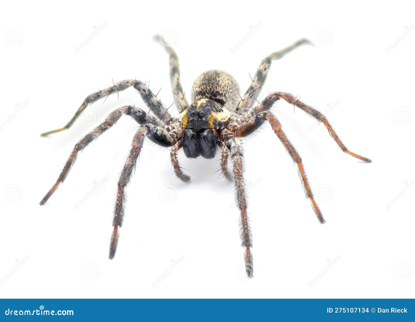 Wallpaper #hGf3B5MBSpphPi3-asgz70 Florida Wolf Spider Sosippus Floridanus Large Beautiful Wolf Spider