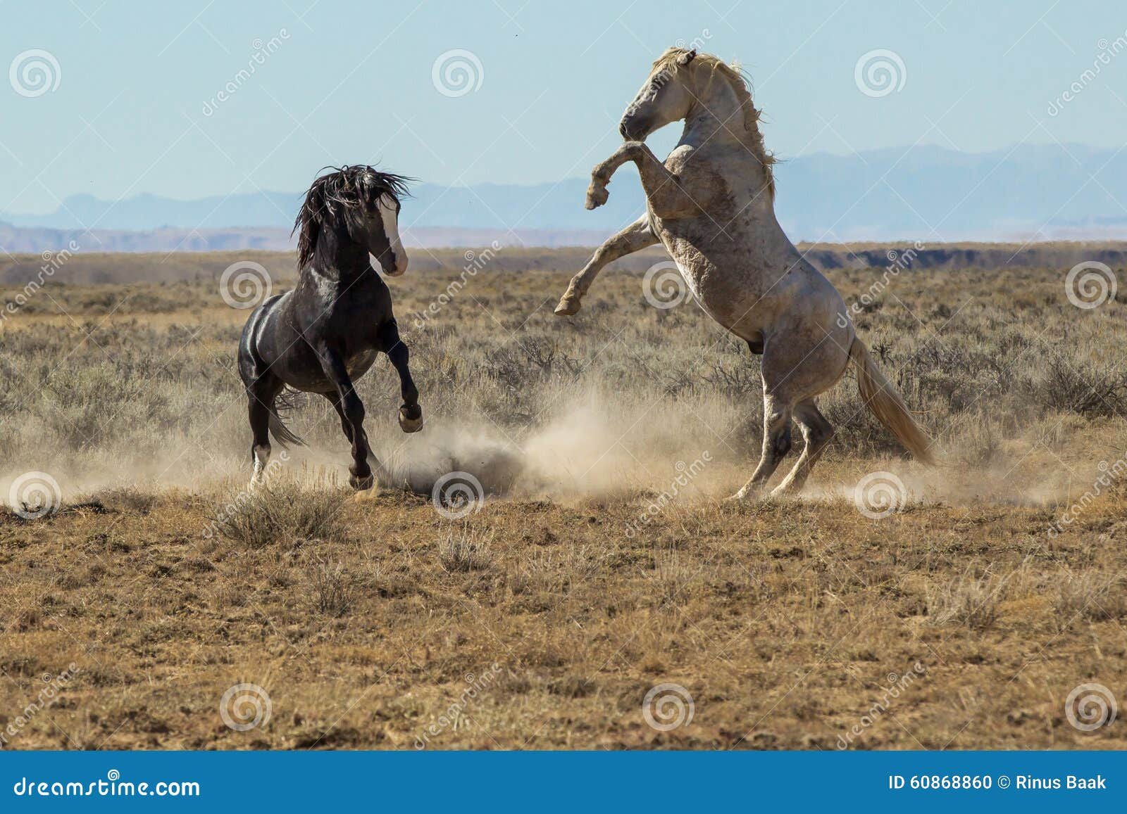 Wallpaper #eXS5wI4B_8f4nGFabW2216 Fighting Mustangs Stock Photo Image of Sparring Management 60868860