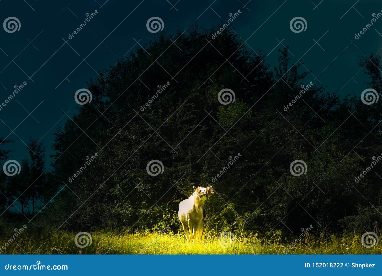 Wallpaper #8h2ULJMBlOZrFDOkIMqE185 Fairy Tale Scene with Magical White Horse Yelling in Highlight Dark