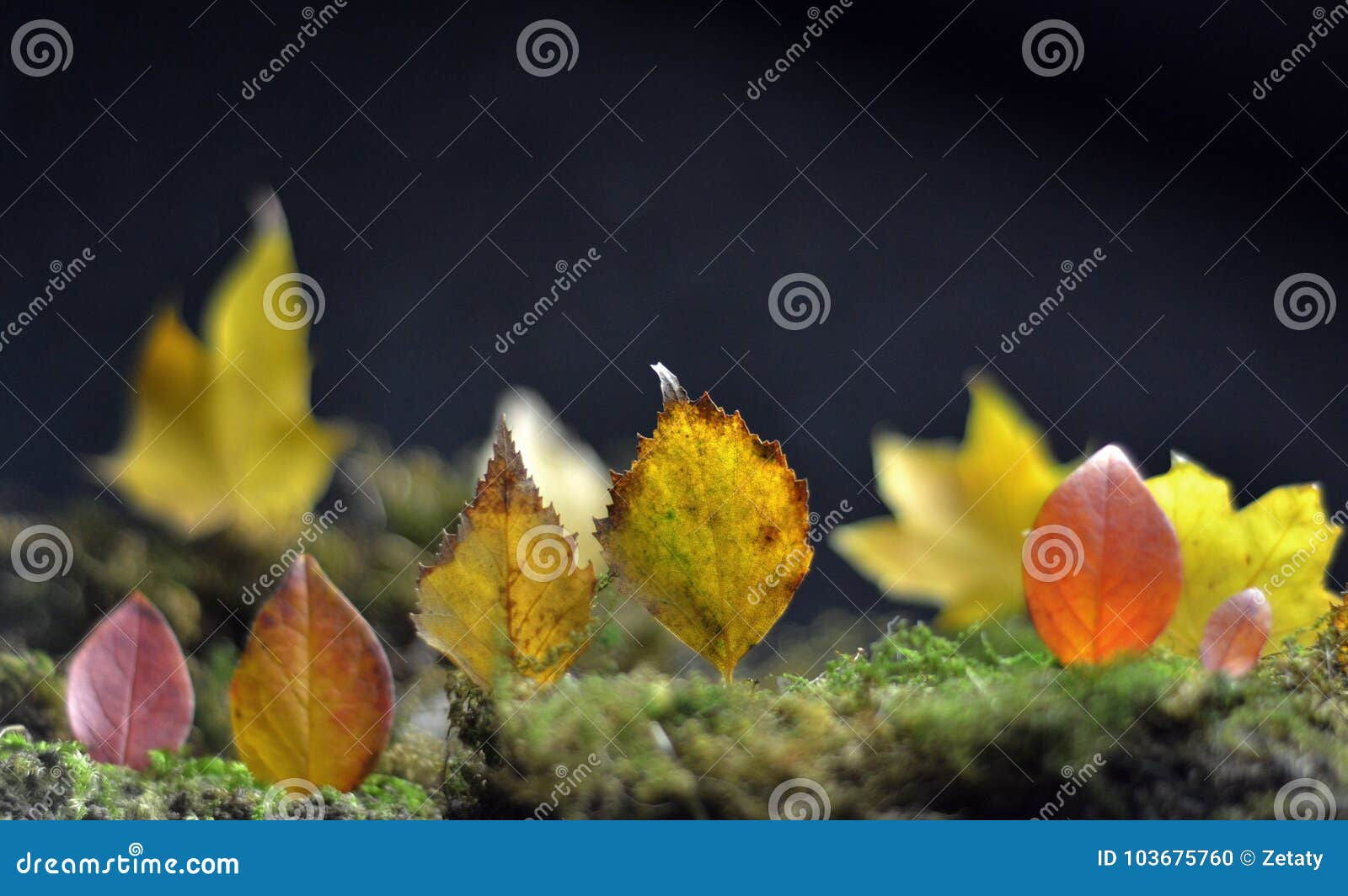 Wallpaper #r2fTEJMBSpphPi3-HPTq252 Forest Illusion Abstract Composition of Autumn Leaves Stock Photo