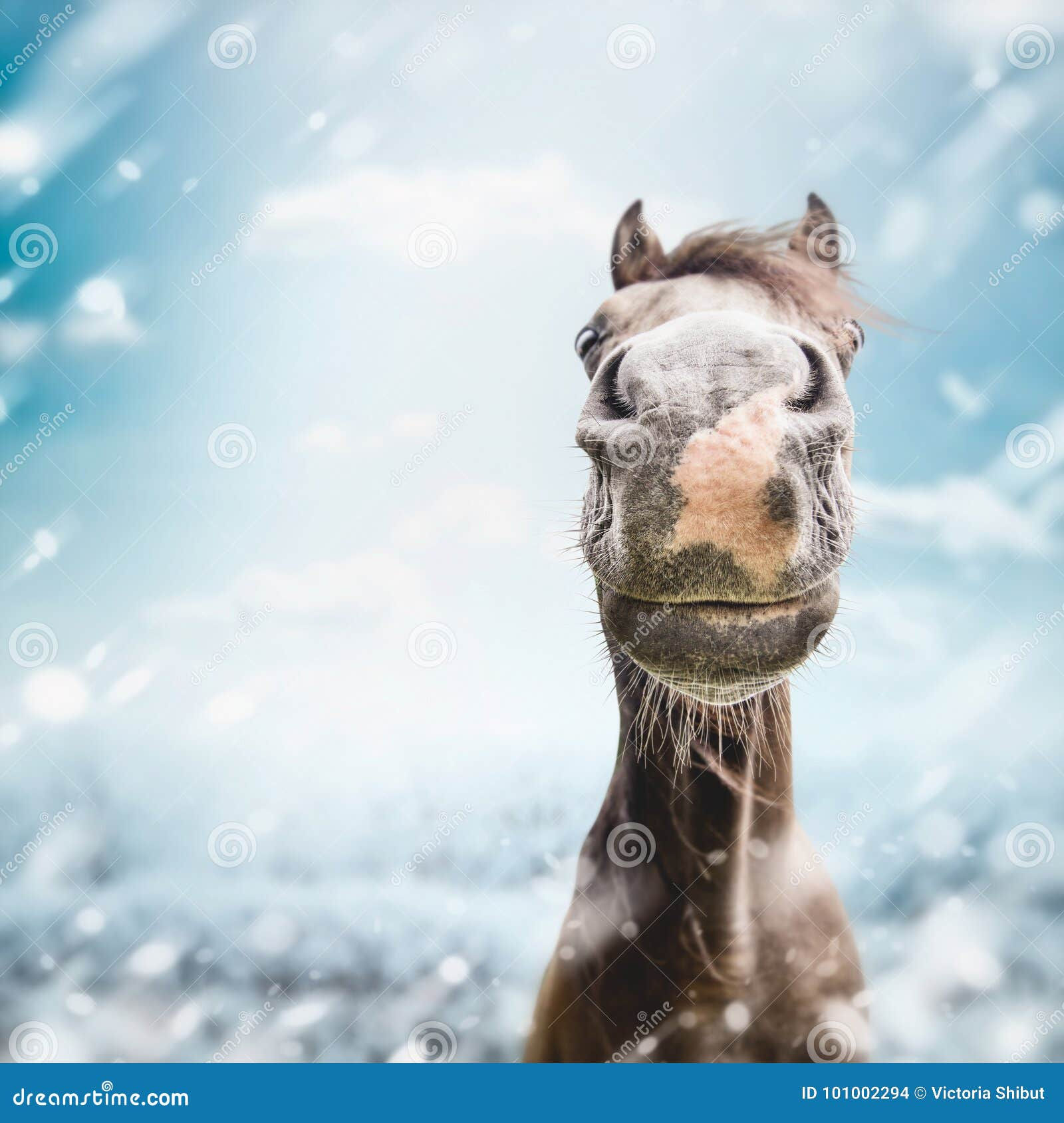Wallpaper #P2evCJMBSpphPi3-oczY140 Cool Horse Face Backgrounds