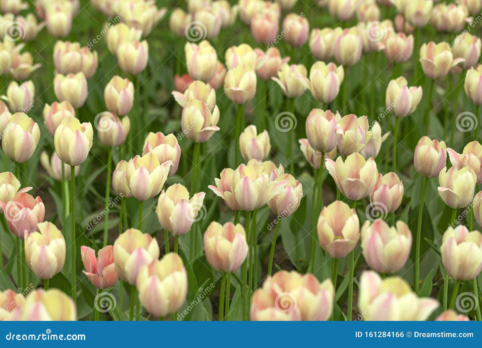 Wallpaper #0f480 Tulips Golden Varietie Stock Image Image of Grass 19338473